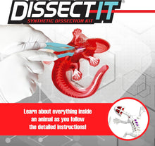 Load image into Gallery viewer, Top Secret Toys - Dissect It: A Synthetic Salamander Dissection Kit, LARGE