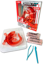 Load image into Gallery viewer, Top Secret Toys - Dissect It: A Synthetic Salamander Dissection Kit, LARGE