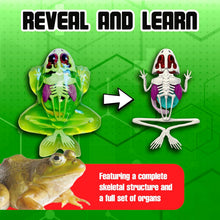 Load image into Gallery viewer, Top Secret Toys - Dissect It: A Synthetic Frog Dissection Kit, LARGE