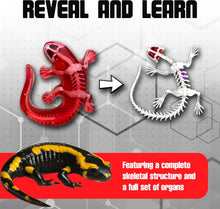 Load image into Gallery viewer, Top Secret Toys - Dissect It: A Synthetic Salamander Dissection Kit, LARGE