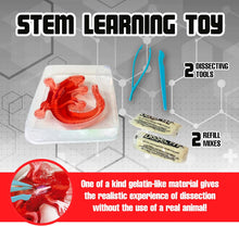 Load image into Gallery viewer, Top Secret Toys - Dissect It: A Synthetic Salamander Dissection Kit, LARGE