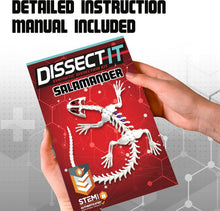 Load image into Gallery viewer, Top Secret Toys - Dissect It: A Synthetic Salamander Dissection Kit, LARGE