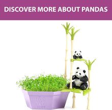 Load image into Gallery viewer, PlayMonster - Wild Scenes: Pandas' Bamboo Forest Grow &amp; Play Kit