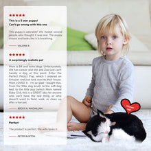 Load image into Gallery viewer, Perfect Petzzz Black and White Shorthair Kitten, Realistic, Lifelike Stuffed Interactive Pet Cat Toy