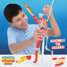 Load image into Gallery viewer, Be Amazing! Toys Interactive Human Body Fully Poseable Anatomy Figure – 14” Tall Human Body Model for Kids - Anatomy Kit – Removable Muscles, Organs and Bones STEM Kids Anatomy Toy – Ages 8+