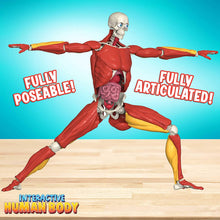Load image into Gallery viewer, Be Amazing! Toys Interactive Human Body Fully Poseable Anatomy Figure – 14” Tall Human Body Model for Kids - Anatomy Kit – Removable Muscles, Organs and Bones STEM Kids Anatomy Toy – Ages 8+