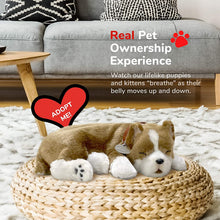 Load image into Gallery viewer, Perfect Petzzz Original Petzzz Pit Bull Realistic, Lifelike Stuffed Interactive Pet Toy, Companion Pet Dog with 100% Handcrafted Synthetic Fur