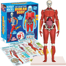 Load image into Gallery viewer, Be Amazing! Toys Interactive Human Body Fully Poseable Anatomy Figure – 14” Tall Human Body Model for Kids - Anatomy Kit – Removable Muscles, Organs and Bones STEM Kids Anatomy Toy – Ages 8+
