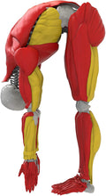Load image into Gallery viewer, Be Amazing! Toys Interactive Human Body Fully Poseable Anatomy Figure – 14” Tall Human Body Model for Kids - Anatomy Kit – Removable Muscles, Organs and Bones STEM Kids Anatomy Toy – Ages 8+