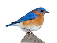 Load image into Gallery viewer, Madd Capp I AM BLUEBIRD Animal-Shaped Jigsaw Puzzle, 300 Pieces