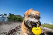 Load image into Gallery viewer, Waboba Fetch Water Ball for Dogs, Yellow
