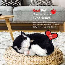 Load image into Gallery viewer, Perfect Petzzz Black and White Shorthair Kitten, Realistic, Lifelike Stuffed Interactive Pet Cat Toy
