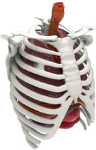 Load image into Gallery viewer, Be Amazing! Toys Interactive Human Body Fully Poseable Anatomy Figure – 14” Tall Human Body Model for Kids - Anatomy Kit – Removable Muscles, Organs and Bones STEM Kids Anatomy Toy – Ages 8+